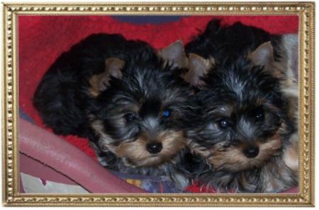 quel race de chien aimez vous?