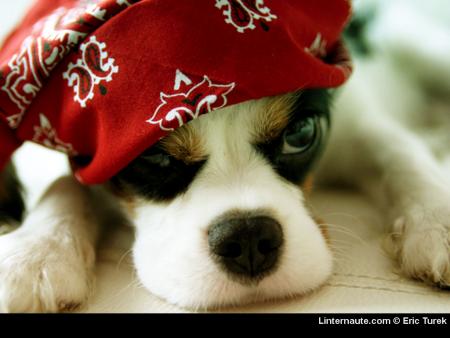 il est a croquer n'est ce pas?